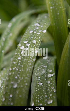 Wassertropfen auf der Pflanze, Freiburg, Baden-Württemberg, Deutschland Stockfoto