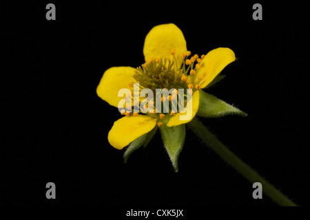 Herb Bennet - Geum Urbanum, auch bekannt als Holz Avens, Colewort und St. Benedikt Kraut, ein Frühling Wildblumen Stockfoto