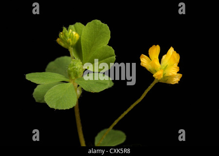 Black Medick - Medicago Lupulina, manchmal genannt Black Heu, schwarz Nonsuch oder Blackweed eine wilde Blume oder Unkraut Stockfoto