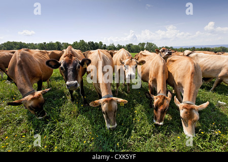 Weidesaison Jersey Kühe, Upstate New York State Stockfoto