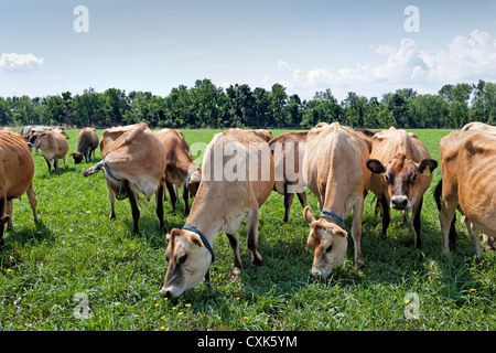 Weidesaison Jersey Kühe, Upstate New York State Stockfoto