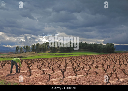 Rioja Wein Landschaft, Camino de Santiago, Rioja, Spanien, Stockfoto