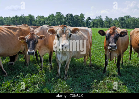 Weidesaison Jersey Kühe, Upstate New York State Stockfoto