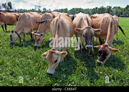 Weidesaison Jersey Kühe, Upstate New York State Stockfoto