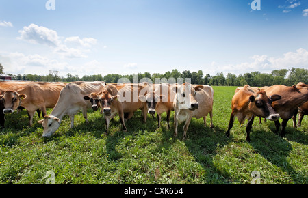 Weidesaison Jersey Kühe, Upstate New York State Stockfoto