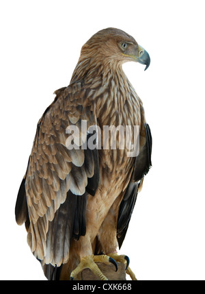 Ein Falke-Adler sitzt auf dem Baum. Stockfoto