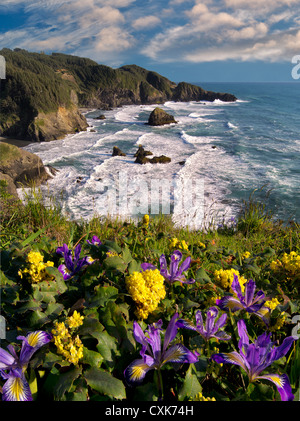 Wild Iris und Mahonie wächst auf Klippe Samuel H. Boardman State Scenic Korridor. Oregon Stockfoto