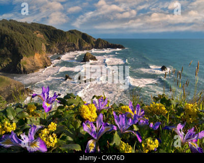 Wild Iris und Mahonie wächst auf Klippe Samuel H. Boardman State Scenic Korridor. Oregon Stockfoto