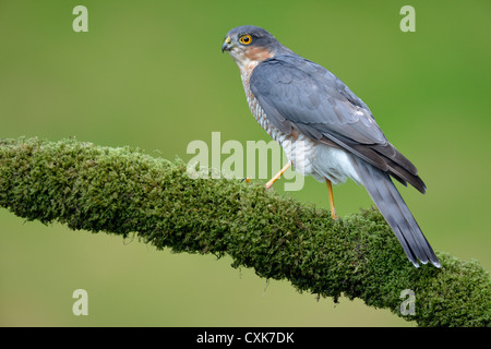 Sperber (Accipiter Nisus) in freier Wildbahn Stockfoto