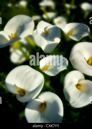 Nahaufnahme von Calla Lilien. Südliche Oregon Küste Stockfoto