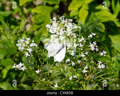kleiner weißer Schmetterling auf weiße Blume Stockfoto
