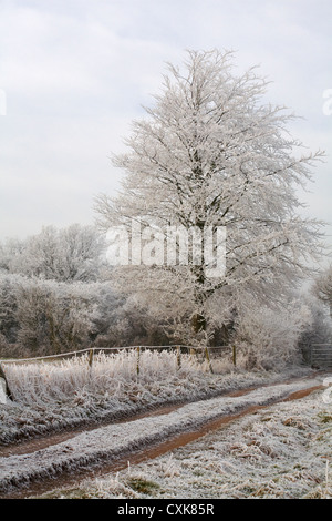 Kalter, frostiger Morgen im Januar mit heiserem Frost auf den Bäumen und Gräsern in Dorset, Großbritannien im Januar - Frost auf einem Baum, Frost auf einem Baum Stockfoto