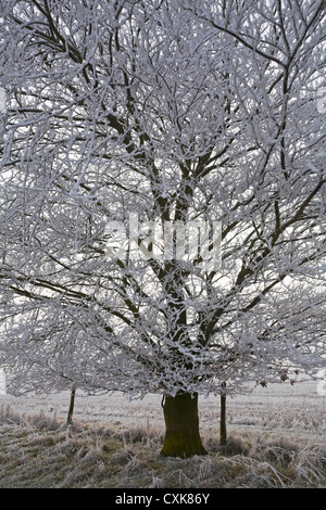 Im Januar in Dorset, Großbritannien, war der Baum mit Heiserfrost bedeckt – Frost auf einem Baum, Frost auf einem Baum Stockfoto