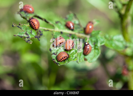 Den roten Coloradokäfer Larven ernähren sich von der Kartoffel-Blatt Stockfoto