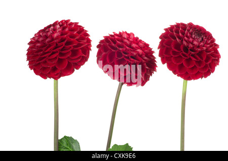 Rote Dahlien Blumen auf weiß Stockfoto