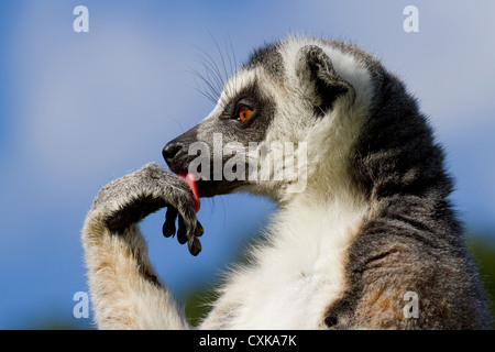 Nahaufnahme einer Katta (Lemur Catta) seine Pfote lecken. Sonnigen blauen Himmel und Laub Hintergrund Stockfoto