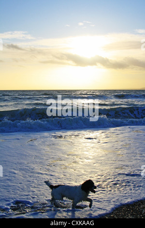 Foto eines Hundes vor einem Sonnenuntergang Hintergrund über das Meer. Stockfoto