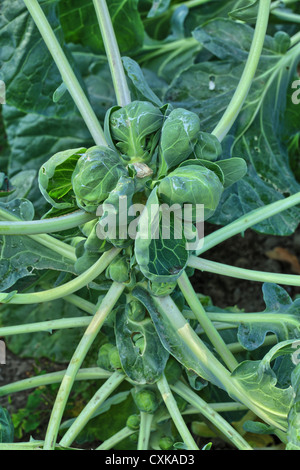 Rosenkohl reift im Garten Stockfoto