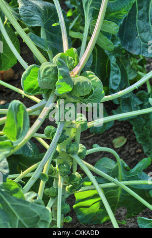 Rosenkohl reift im Garten Stockfoto