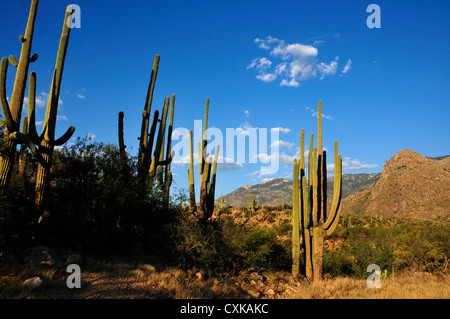 Catalina State Park liegt in den Ausläufern der Coronado National Forest, Santa Catalina Mountains, Tucson, Arizona, USA. Stockfoto