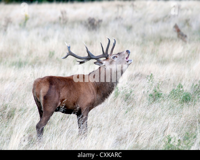 Einen brüllenden Hirsch Rothirsch (Cervus Elaphus) Stockfoto