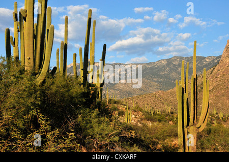 Catalina State Park liegt in den Ausläufern der Coronado National Forest, Santa Catalina Mountains, Tucson, Arizona, USA. Stockfoto