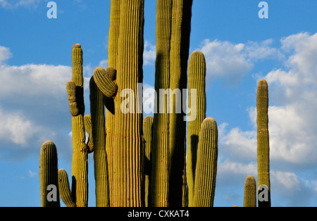 Catalina State Park liegt in den Ausläufern der Coronado National Forest, Santa Catalina Mountains, Tucson, Arizona, USA. Stockfoto