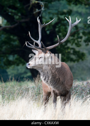 Ein Hirsch Rothirsch (Cervus Elaphus) ist bereit für die Brunft Stockfoto