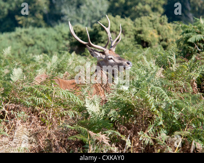 Ein Hirsch Rothirsch (Cervus Elaphus) Stockfoto