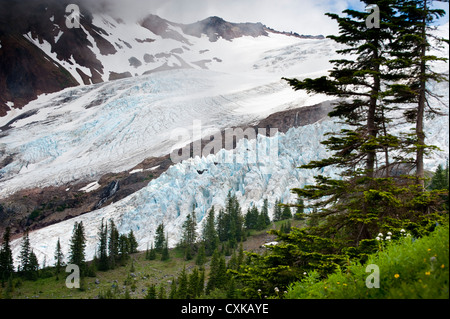 Die Coleman-Gletscher von Heliotrop Höhenweg im Mt. Baker National Forest gesehen. US-Bundesstaat Washington. Stockfoto