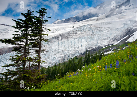 Die Coleman-Gletscher von Heliotrop Höhenweg im Mt. Baker National Forest gesehen. US-Bundesstaat Washington. Stockfoto