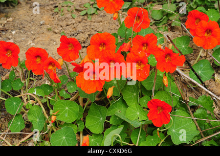 Kapuzinerkresse Tropaeolum Majus. Boden-Decke auf einem Erdwall. Stockfoto