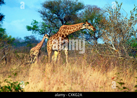 Erwachsenen und Baby Cape Giraffe (Giraffa Giraffe Giraffa), Krüger Nationalpark, Südafrika, Afrika Stockfoto