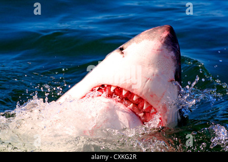 Weißer Hai (Carcharodon Carcharias) bricht die Oberfläche des Wassers in Kapstadt, False Bay, Südafrika Stockfoto