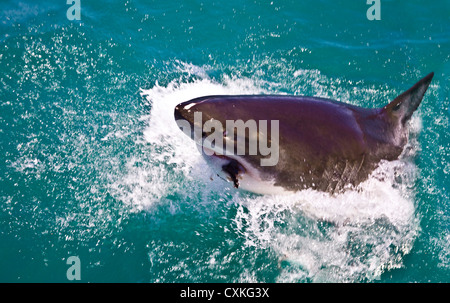 Weißer Hai (Carcharodon Carcharias) bricht die Oberfläche angezogen von Chum in Kapstadt, False Bay, Südafrika Stockfoto