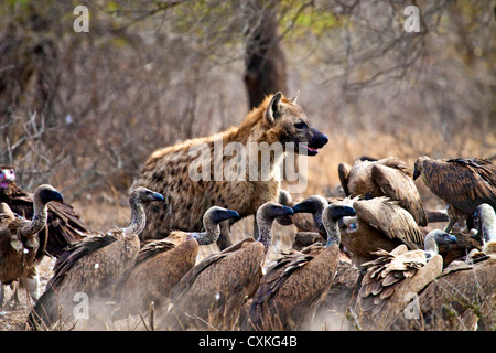 Tüpfelhyänen (Crocuta Crocuta) und Geier (abgeschottet Africanus) Aufräumvorgang auf einen Kadaver im Krüger Nationalpark, Südafrika Stockfoto