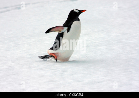 Ein Gentoo Penguin (Pygoscelis Papua) bei Livingston Island (Süd-Shetland-Inseln), Antarktis, durch den Schnee laufen.