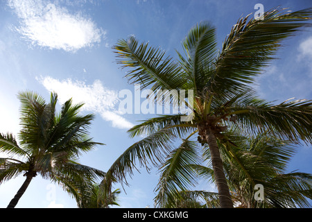 Coconut Palm Bäume Fort Lauderdale beach Florida usa Stockfoto