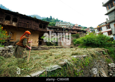 Indien, Himachal Pradesh, Manali, alte Frau, die mit Heu Stockfoto