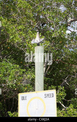 ein Nachtreiher trocknen seine Flügel über eine Navigation Post in den Usa Florida everglades Stockfoto