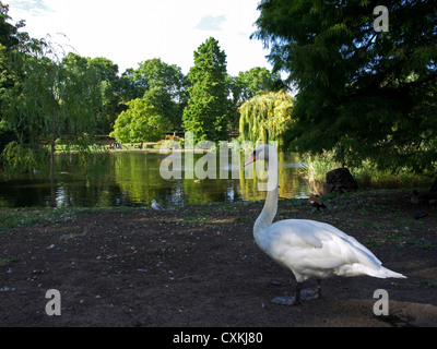 Weißer Schwan im St. James Park in der Nähe von See, City of Westminster, London, England, Vereinigtes Königreich Stockfoto