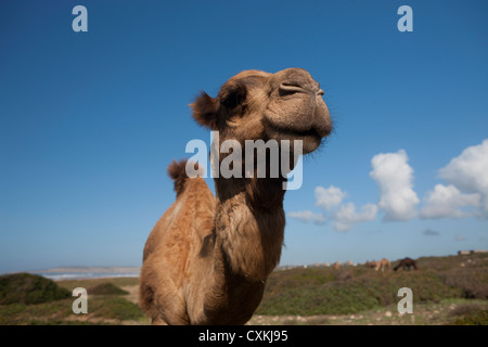 Kamel am Strand in der Nähe von Essaouira, Marokko Stockfoto