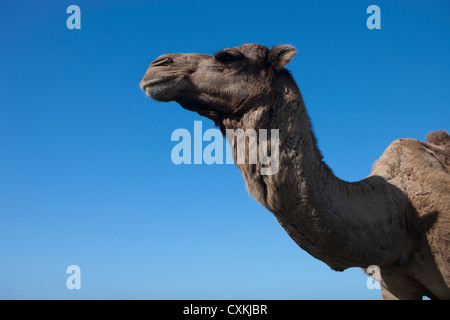 Kamel am Strand in der Nähe von Essaouira, Marokko Stockfoto