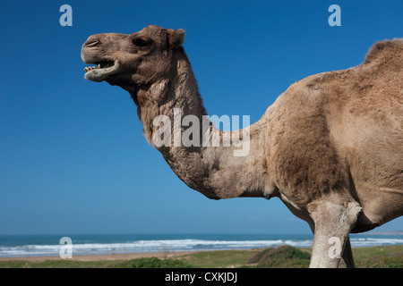 Kamel am Strand in der Nähe von Essaouira, Marokko Stockfoto