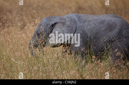 Ein Elefantenbaby streift in langen Gräsern der Savanne. Manyara Ranch Conservancy, Tansania. Stockfoto