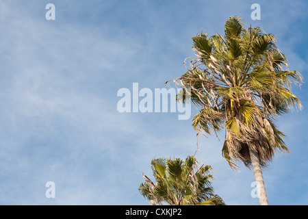 Zwei Palmen im Wind wehen. Stockfoto