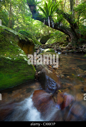 Fließender Strom in üppigen subtropischen Regenwald, Minnamurra Rainforest, Budderroo National Park, NSW, Australien Stockfoto