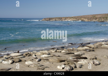 Kalifornien, Pacific Coast, Cambria, Piedras Blancas Strand. Nördlichen See-Elefanten (WILD: Mirounga Angustirostris) Kolonie. Stockfoto