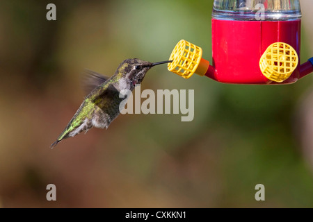 Annas Kolibri (Calypte Anna) männlichen schweben und Fütterung aus einem Kolibri Feeder in Nanaimo, BC, Kanada im Oktober Stockfoto