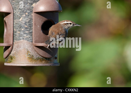 Bewick ´s Wren (Thryomanes Bewickii) ernähren sich von Sonnenblumen-Kerne aus der Station in Nanaimo, Vancouver Island, BC, Kanada im Oktober Stockfoto